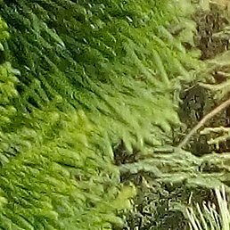 ��������, ��������