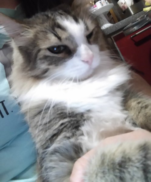 #�������_�����.� 2013 �������� ������, ������ �������,� ������� ������,�������� ��������� �� ����� ... - 2