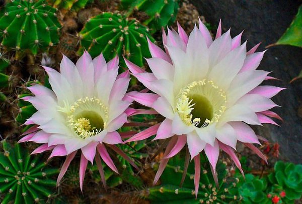 . (Echinopsis)     (Cactaceae).   ...