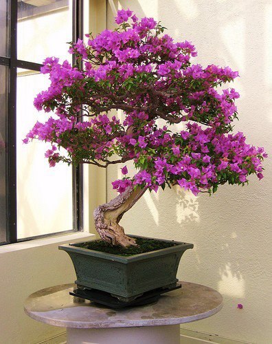 .      (Bougainvilleaglabra).   ...