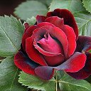  ,  , 61  -  14  2018    