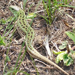 �����, �������, 48 ���