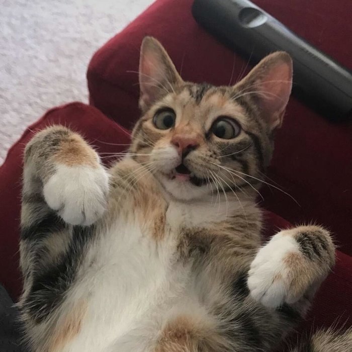 #@catism.   ,   ,     ,  ... - 6