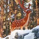 ���� ���������, �����������, 55 ��� - ��������� 11 ������� 2019 � ������ ���� ����������