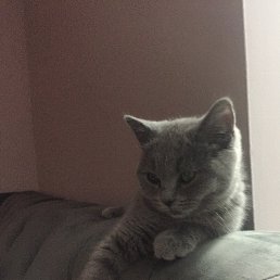 N, ���������
