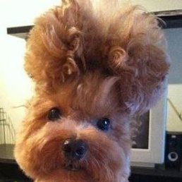 ������, ���������