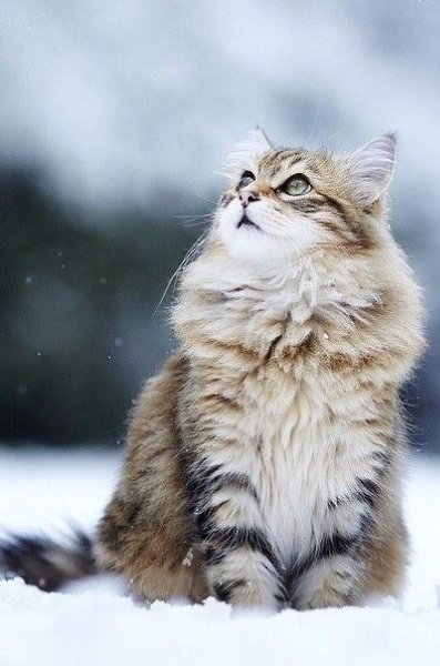 Не в дивной сказке, а среди простых людей.Живет великий гуру, маг и чародей,Способный сделать явью ... - 5