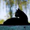  ^Chat Noir^,  -  12  2019    