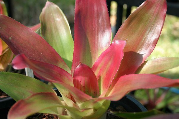 . (Neoregelia)     ,    ... - 3