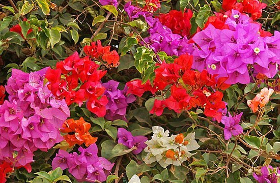 .      (Bougainvilleaglabra).   ... - 3