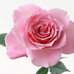 �����, ��������, 35 ���