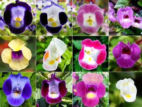 . (Torenia)       ,   ... - 2