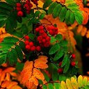 ���� Aleksa, ������, 30 ��� - ��������� 17 ������� 2018 � ������ ������ ��������