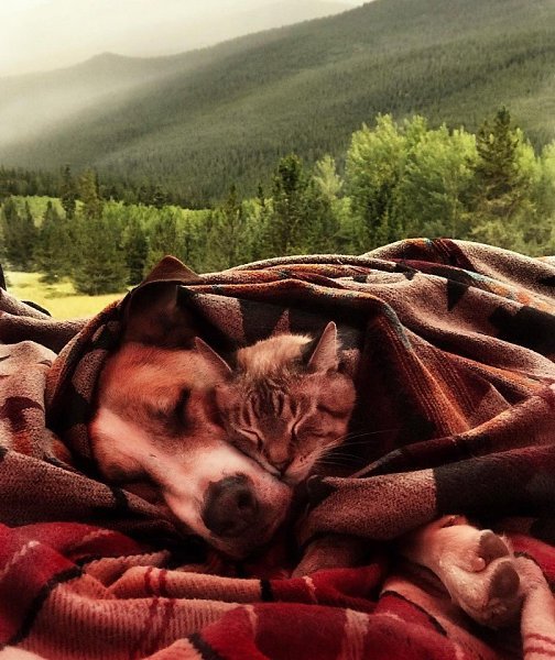 Важно найти единомышленника, остальное все по плечу! Автор henrythecoloradodog - 7