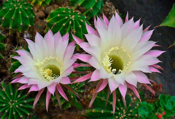 . (Echinopsis)     (Cactaceae).   ...