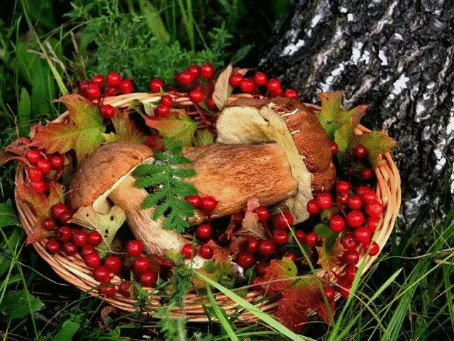 Ах, красит Осень листья злАтом.И листопадит янтарем, И говорит - не виновата, Что укрываю вас ...