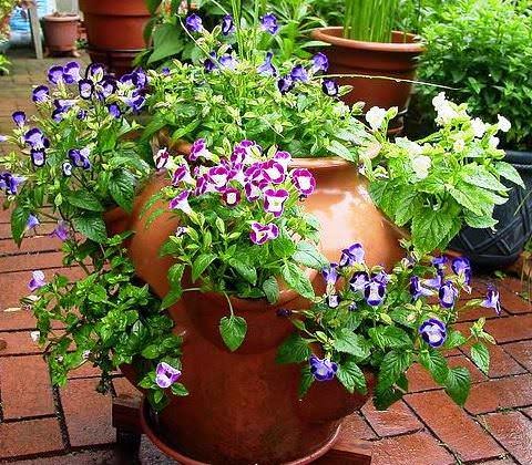 . (Torenia)       ,   ...