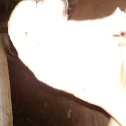 Osnir, ��������, 46 ���