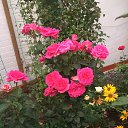 ���� ������, ��������, 44 ���� - ��������� 5 ������ 2019 � ������ ���� ����������