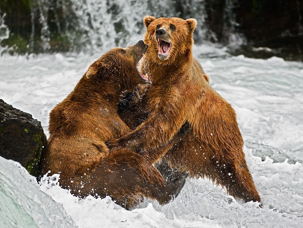 Развлечения медведей. Бурый медведь. Медведь Гризли драка.