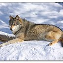 ���� ���������, ������ - ��������� 29 ������� 2019 � ������ �wolf�