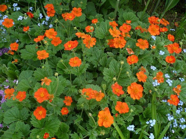 Гравилат.Род гравилат (Geum), относящийся к семейству розоцветных, насчитывает около 50 видов. В ... - 3