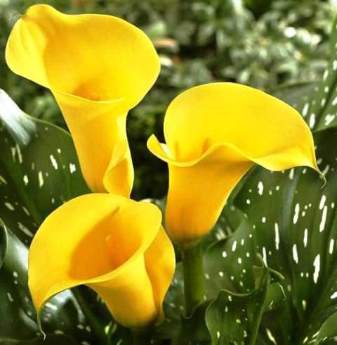  .    (Zantedeschia elliottiana  Zantedeschia rehmannii) ...