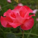  , , 70  -  15  2019   CA_2019_San Jose_Rose Garden_2