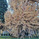  , , 50  -  9  2019    2019