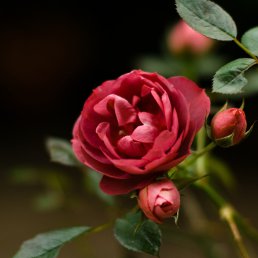 , , 32 
