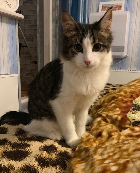 #Безкота_добро.Кекс сам пришёл. Решил завязать с бездомным существованием. От пережитого голода три ... - 5