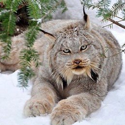 Jktu, �������, 32 ����