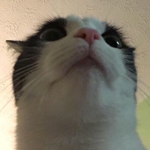         -: