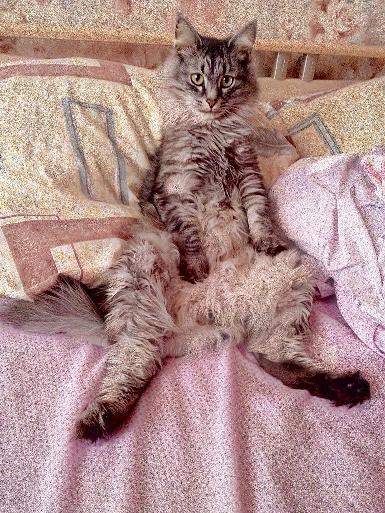     ?    -  )))
