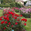  , , 70  -  15  2019   CA_2019_San Jose_Rose Garden_2