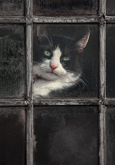 Котики в деpевенских окнах - кaк оcобыи вид уютa и ностaльгии. - 8