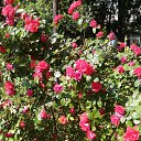 ,04.06.19.    - 2019