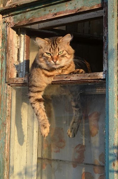 Котики в деpевенских окнах - кaк оcобыи вид уютa и ностaльгии.