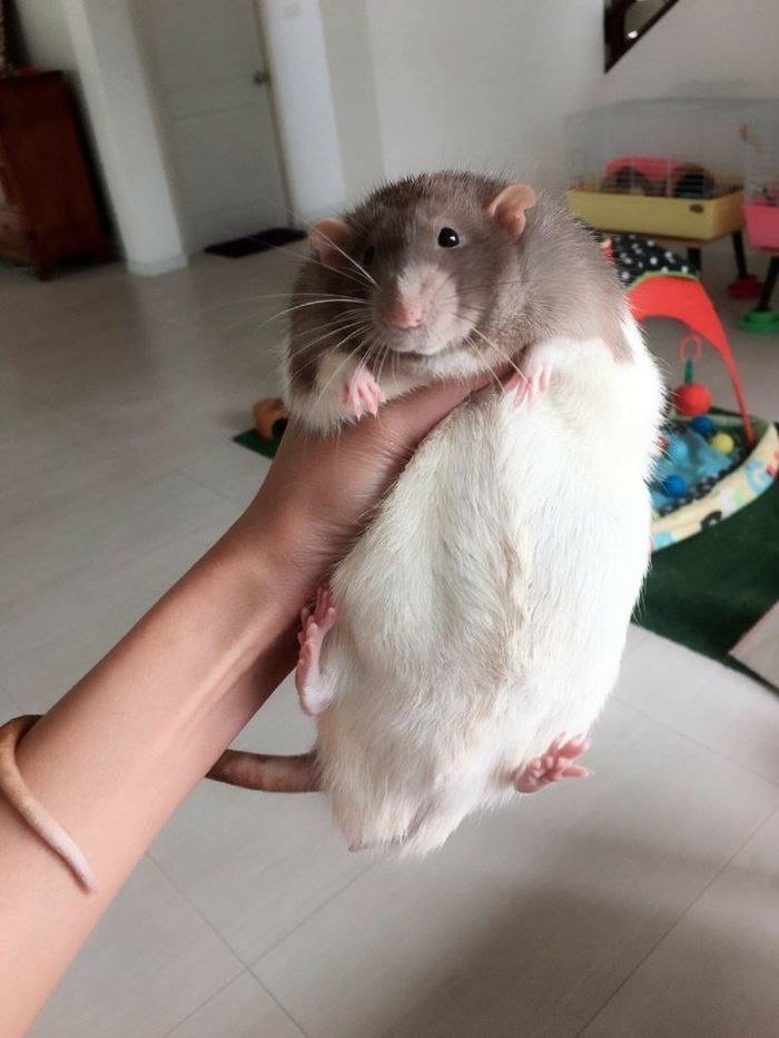 o o o  y - o .