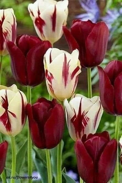   ,    . - 10  2019  17:43 - 2