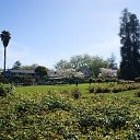  , , 70  -  18  2019   CA_2019_San Jose_Rose Garden