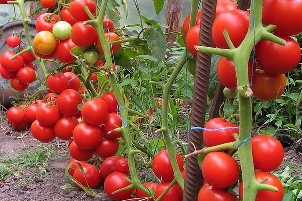 КАК ВЫРАСТИТЬ ВКУСНЫЕ ПОМИДОРЫ.«Помидоры я выращиваю в необогреваемой односкатной теплице длиной 6 м ...