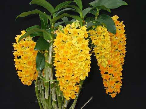  .Dendrobium      ,   ... - 2