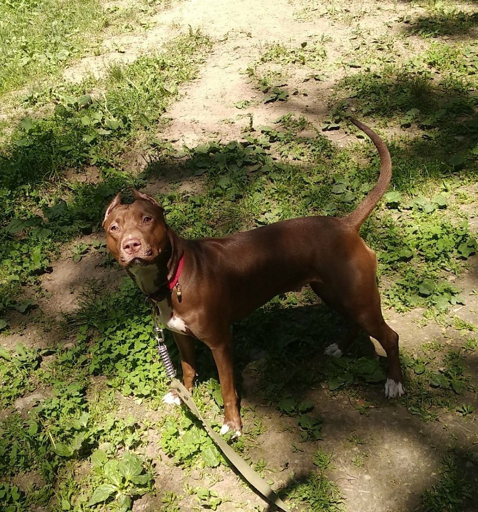 My pitbull, Kira!