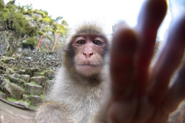        (Jigokudani Yaen-koen, Jigokudani Monkey Park)  ... - 7