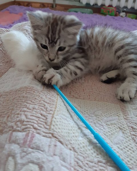 #Безкота_добро.Вот уже как неделю у меня живёт маленький котик, встретил меня у подъезда. Был ... - 2