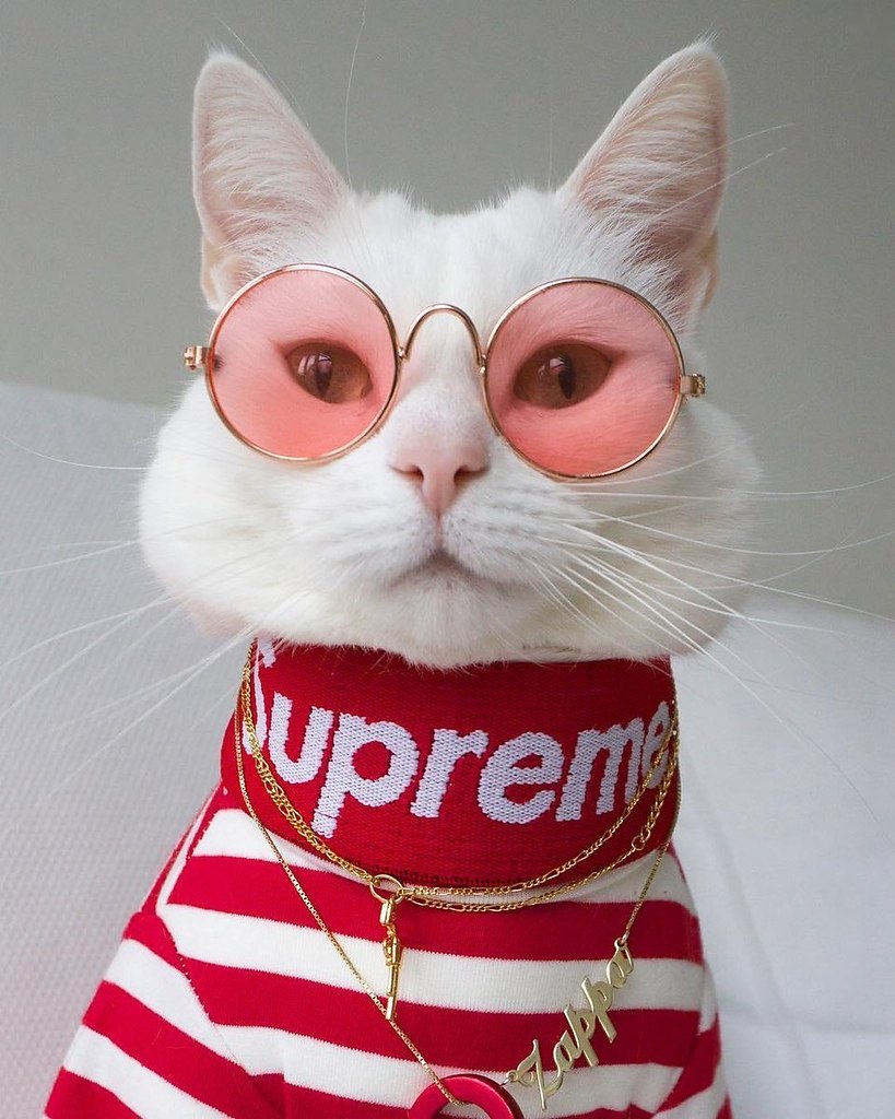 Zappa - ������ �����, ������������� ������� ������ �����.����������� ����� ����� - �������� ... - 4