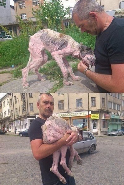 Каждый зaслуживает на второй шанс! Люди, которые спасают животных, спасибо, что вы есть!
