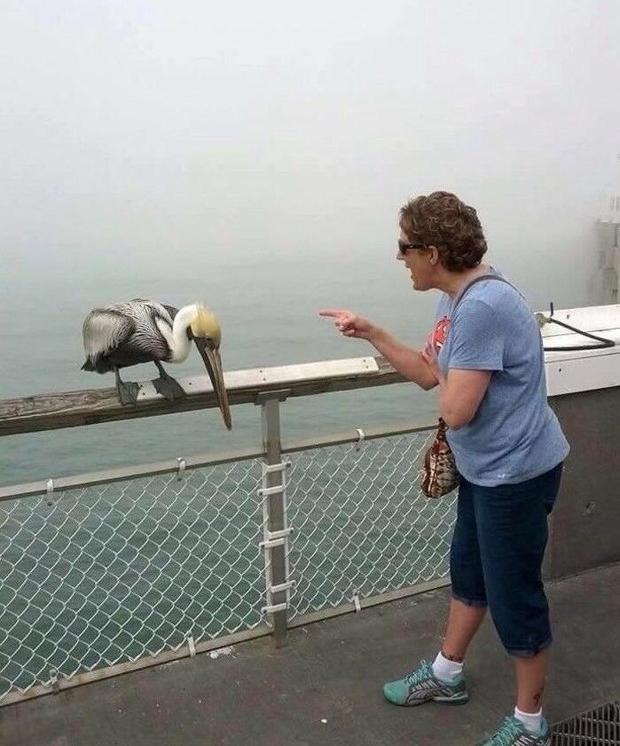 Ha pc y c e   a o  o