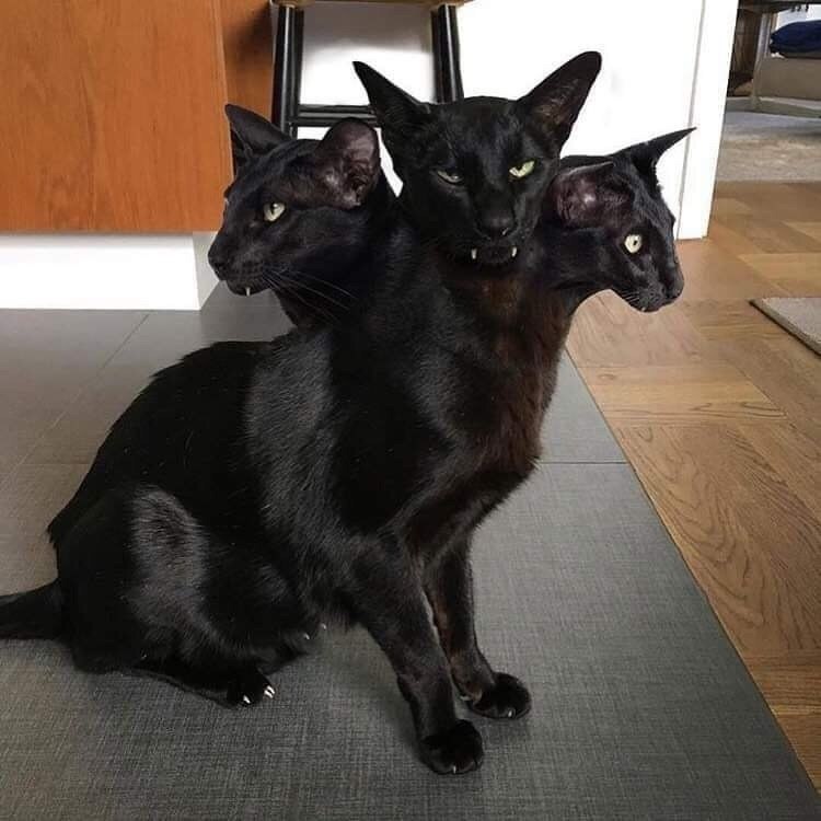     ,   